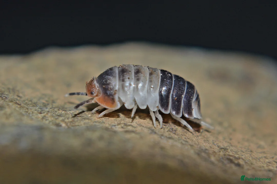 Isopods invertebrates for sale: UPDATE - Various Isopods. PLEASE READ FULL ADVERT - Advert 6