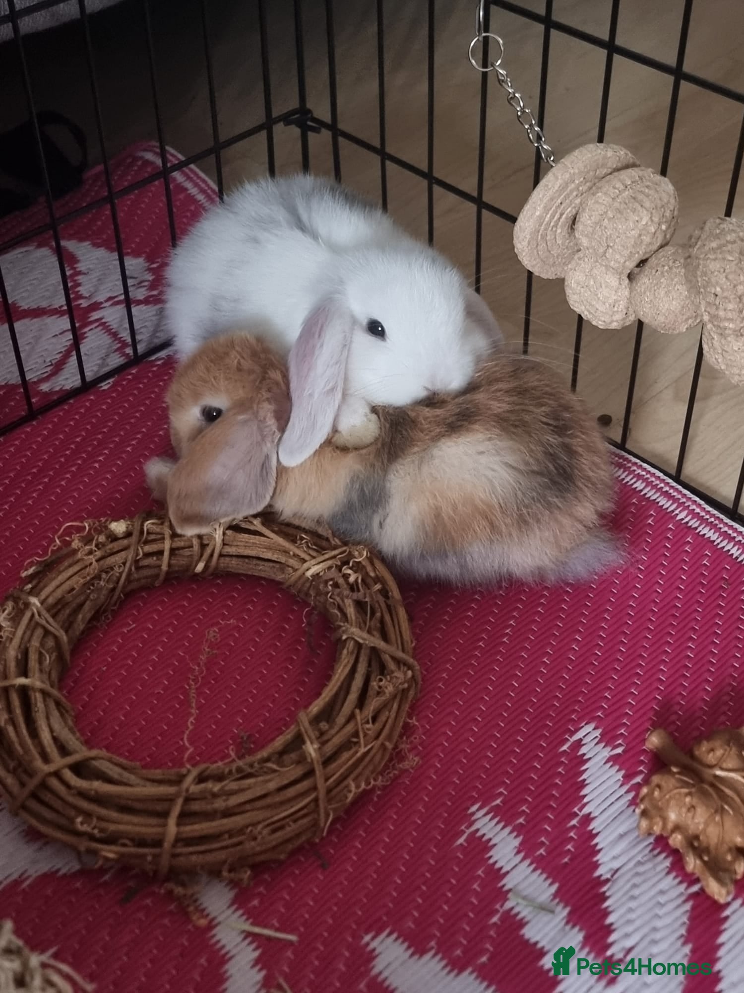 Mini Lop rabbits Mini Lop (Female) for sale with Cage and Carrier - Advert 1