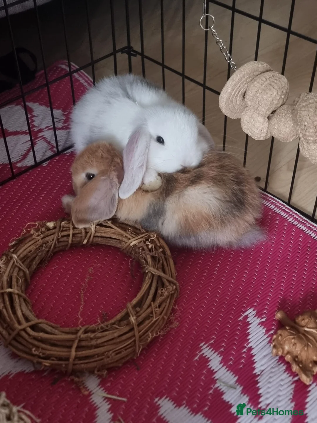 Mini Lop rabbits for sale: Mini Lop (Female) for sale with Cage and Carrier in Luton - Advert 1