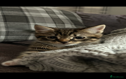 Mixed Breed cats for sale: 2 male kittens for sale  - Image 4