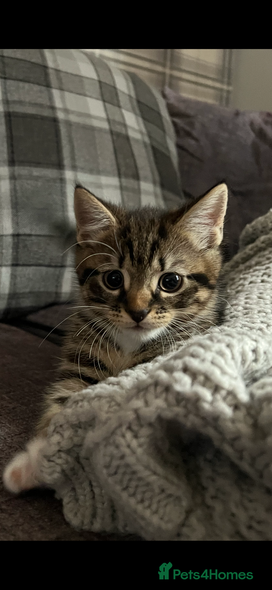 Mixed Breed cats for sale: 2 male kittens for sale  - Image 4
