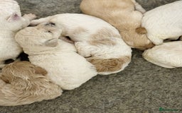 Cavapoochon dogs for sale: Cavapoochon puppies  - Image 32