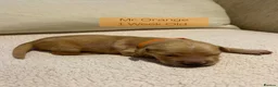 Golden Retriever dogs for sale: Adorable Home Raised KC Reg, Golden Retriever Pups - Advert 6