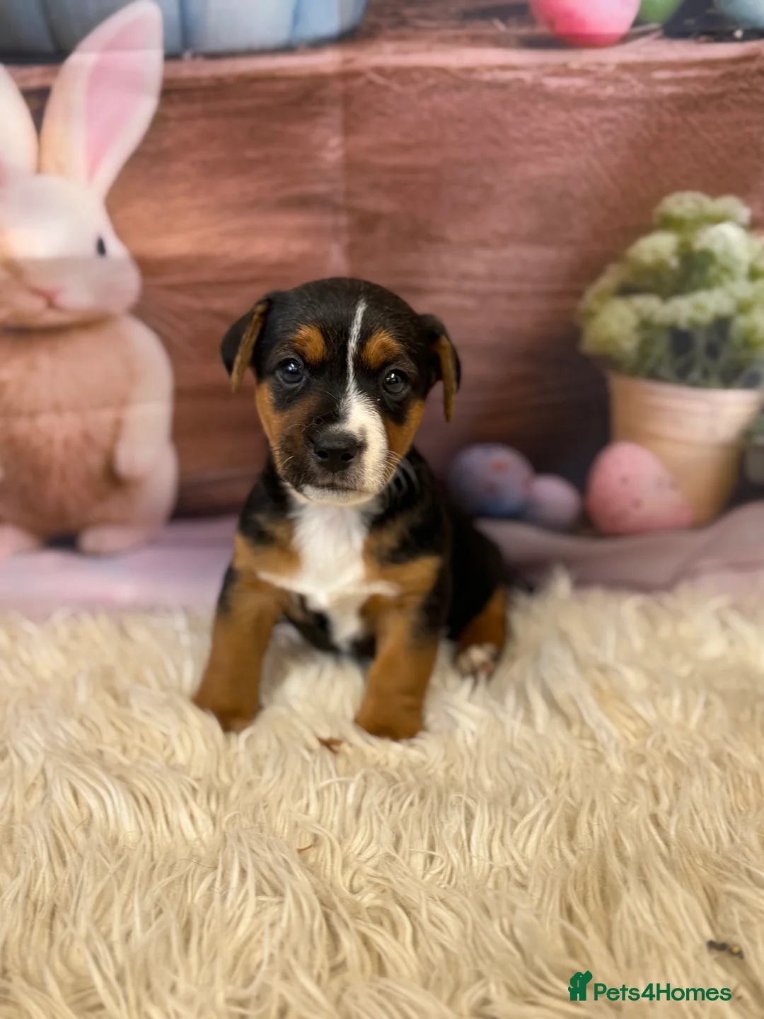 Jack Russell dogs for sale: Fabulous smooth haired, short legged JR pups in Keighley - Advert 8