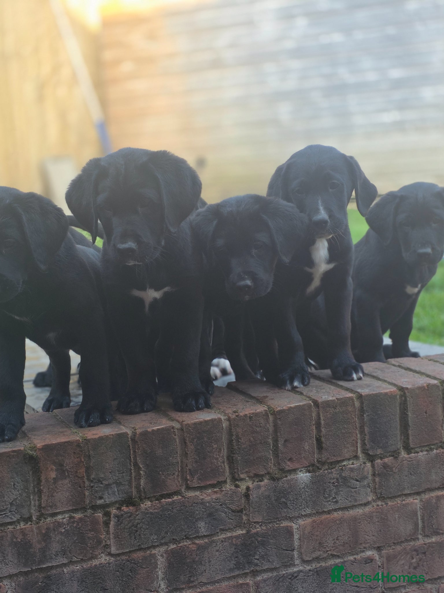 Mixed Breed dogs Labernese F1 Puppies - Advert 1