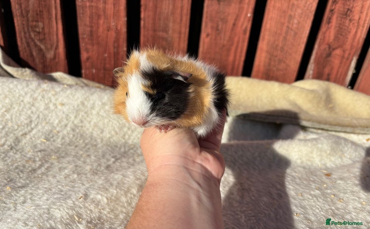 Guinea Pig rodents - Advert 2