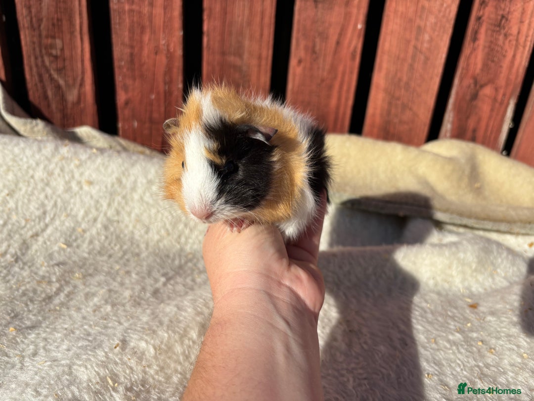 Guinea Pig rodents for sale: males guinea pigs  - Image 1