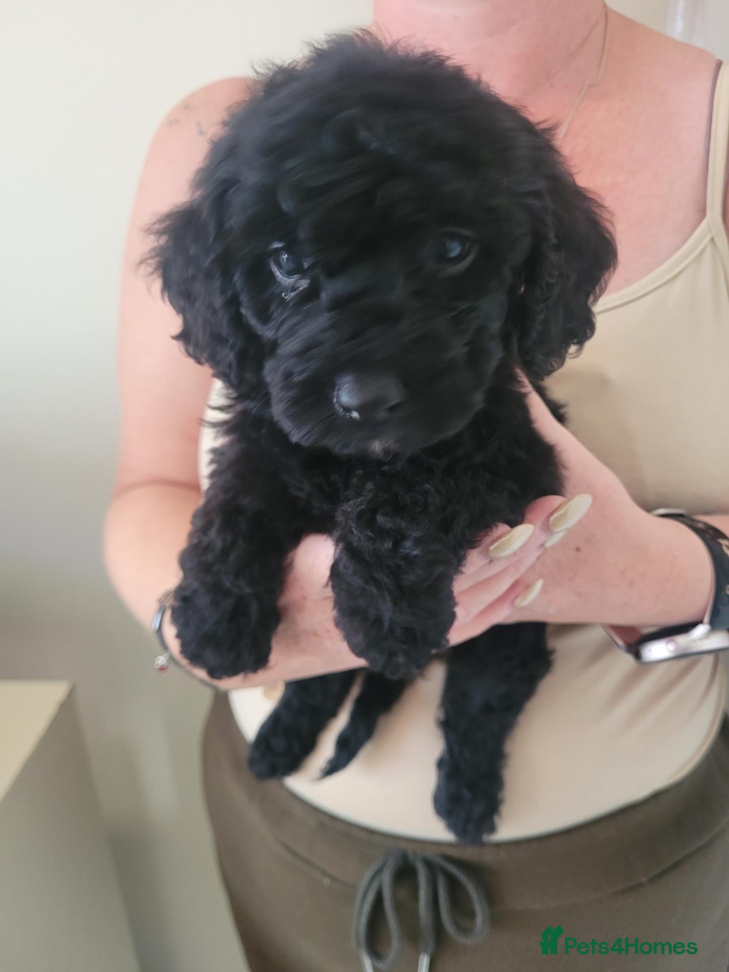 Mixed Breed dogs Cockapoo x pochon pups - Advert 18