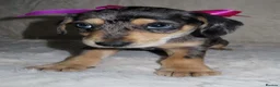 Dachshund dogs for sale: BEAUTIFUL DACHSHUND READY FOR FOREVER HOME!!! in Wolverhampton - Advert 30