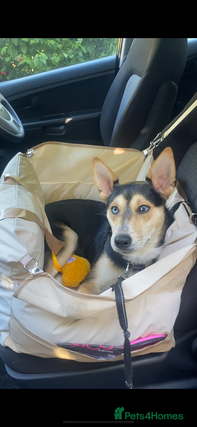 Mixed Breed dogs Bane mixed breed in Bridport - Advert 5