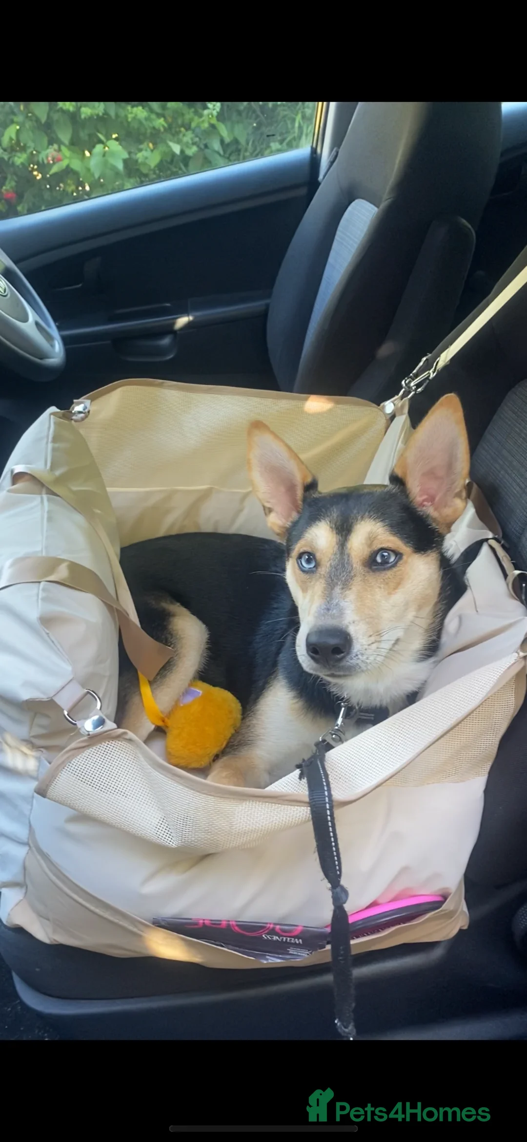 Mixed Breed dogs for sale: Bane mixed breed in Bridport - Advert 1