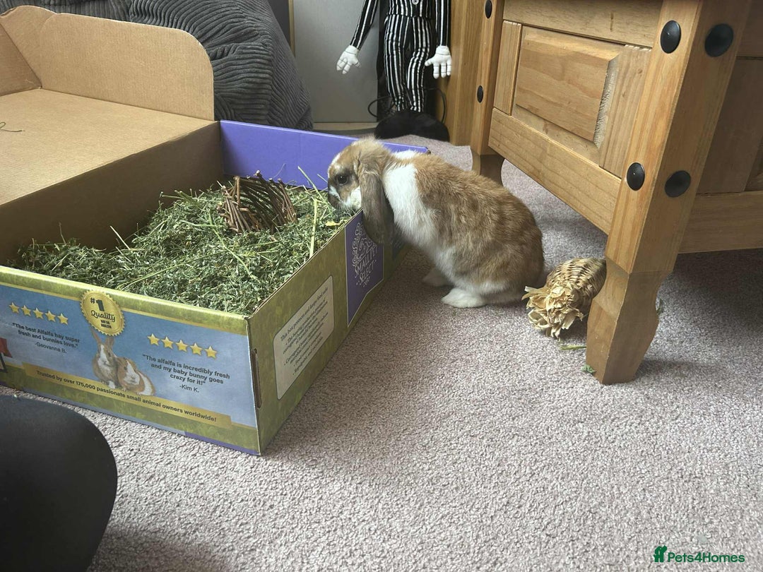 Mini Lop rabbits for sale: Plush lop  - Image 2