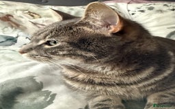 Abyssinian cats for sale: Adorable kitten  - Image 5