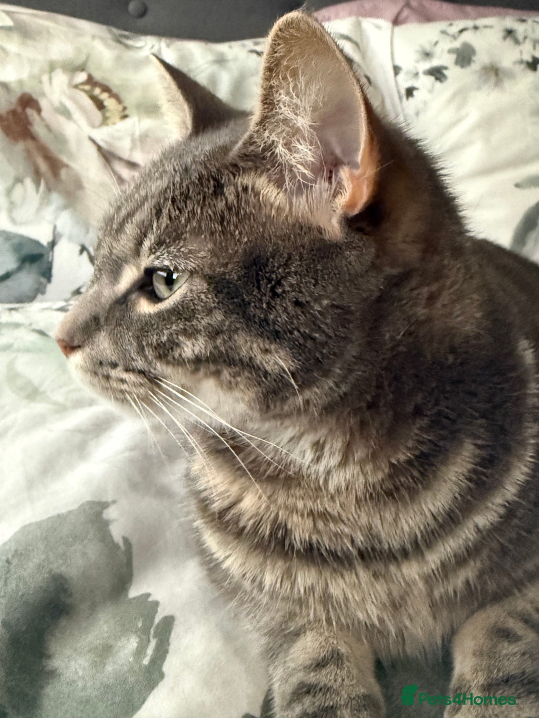 Abyssinian cats for sale: Adorable kitten  - Image 5