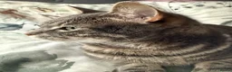 Abyssinian cats for sale: Adorable kitten  - Advert 10