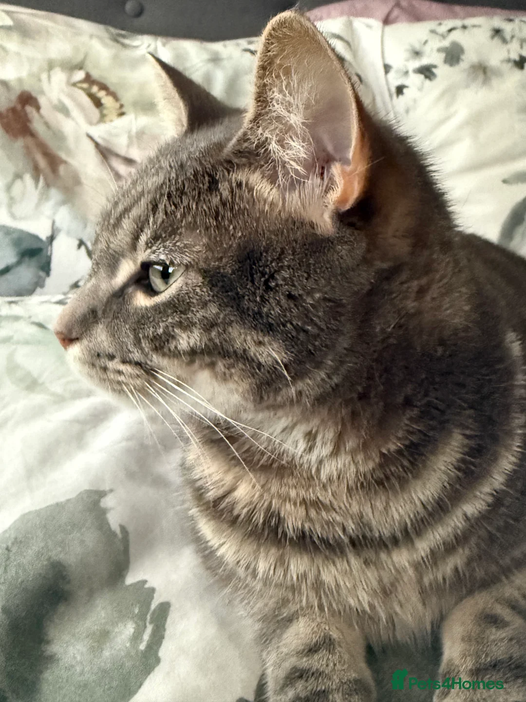 Abyssinian cats for sale: Adorable kitten  - Advert 10