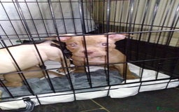 Mixed Breed dogs for sale: 4 beautiful pocket bully/mixed - Image 32
