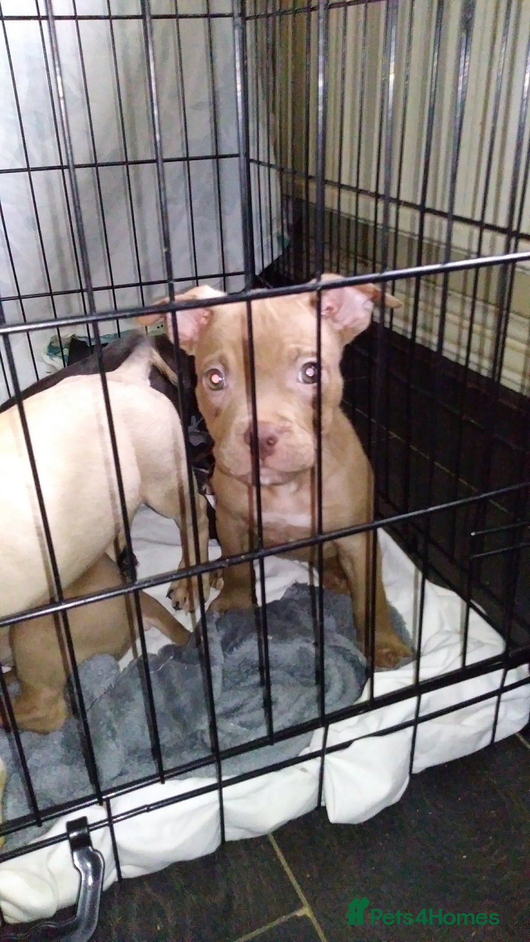 Mixed Breed dogs for sale: 4 beautiful pocket bully/mixed - Image 32