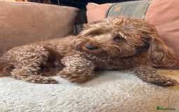 Cockapoo dogs for sale: Stunning litter of Red FIB cockapoo Girls  - Image 13