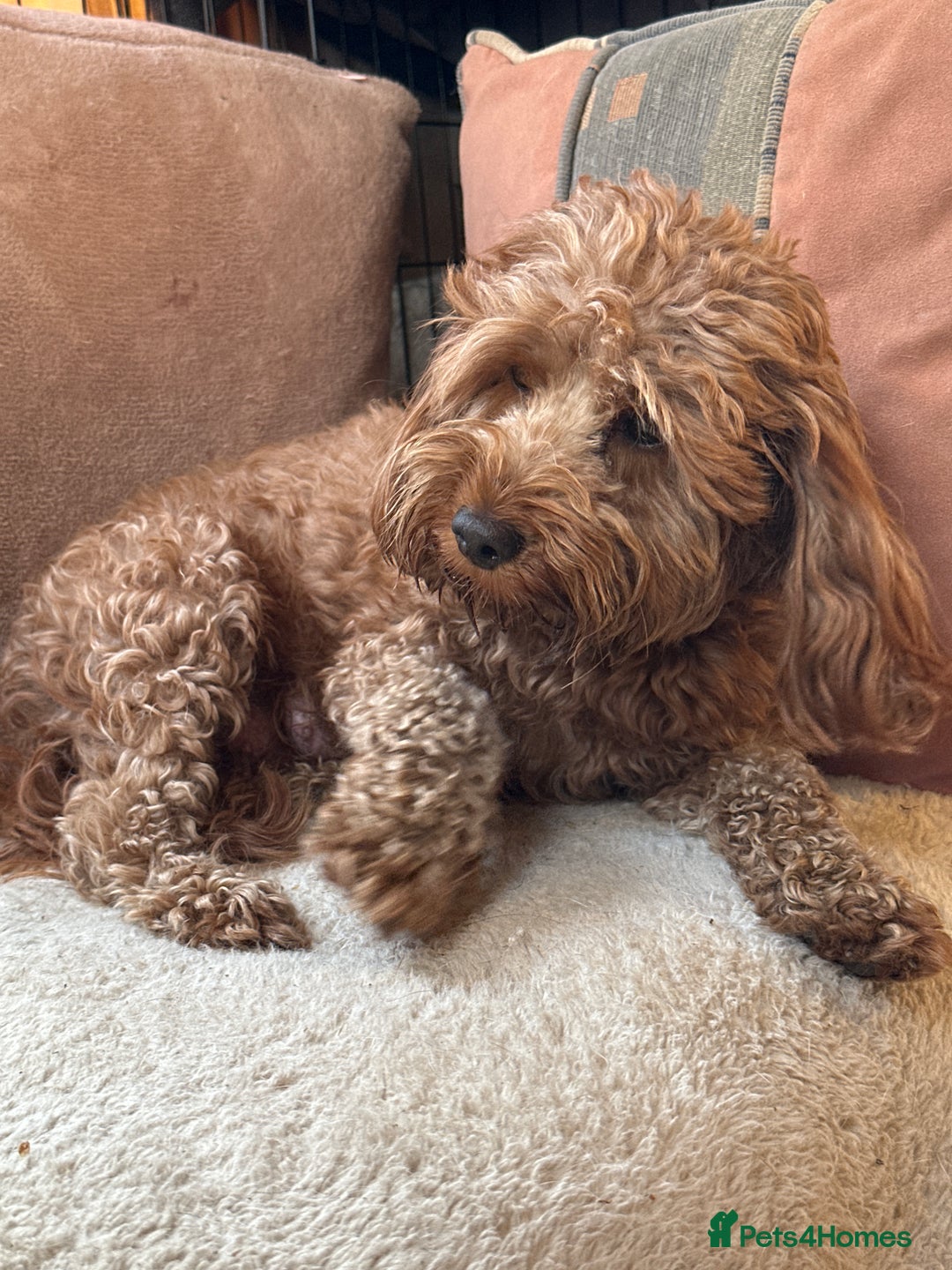 Cockapoo dogs for sale: Stunning litter of Red FIB cockapoo Girls  - Image 13