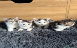 Mixed Breed cats for sale: Mixed kitten - Image 2