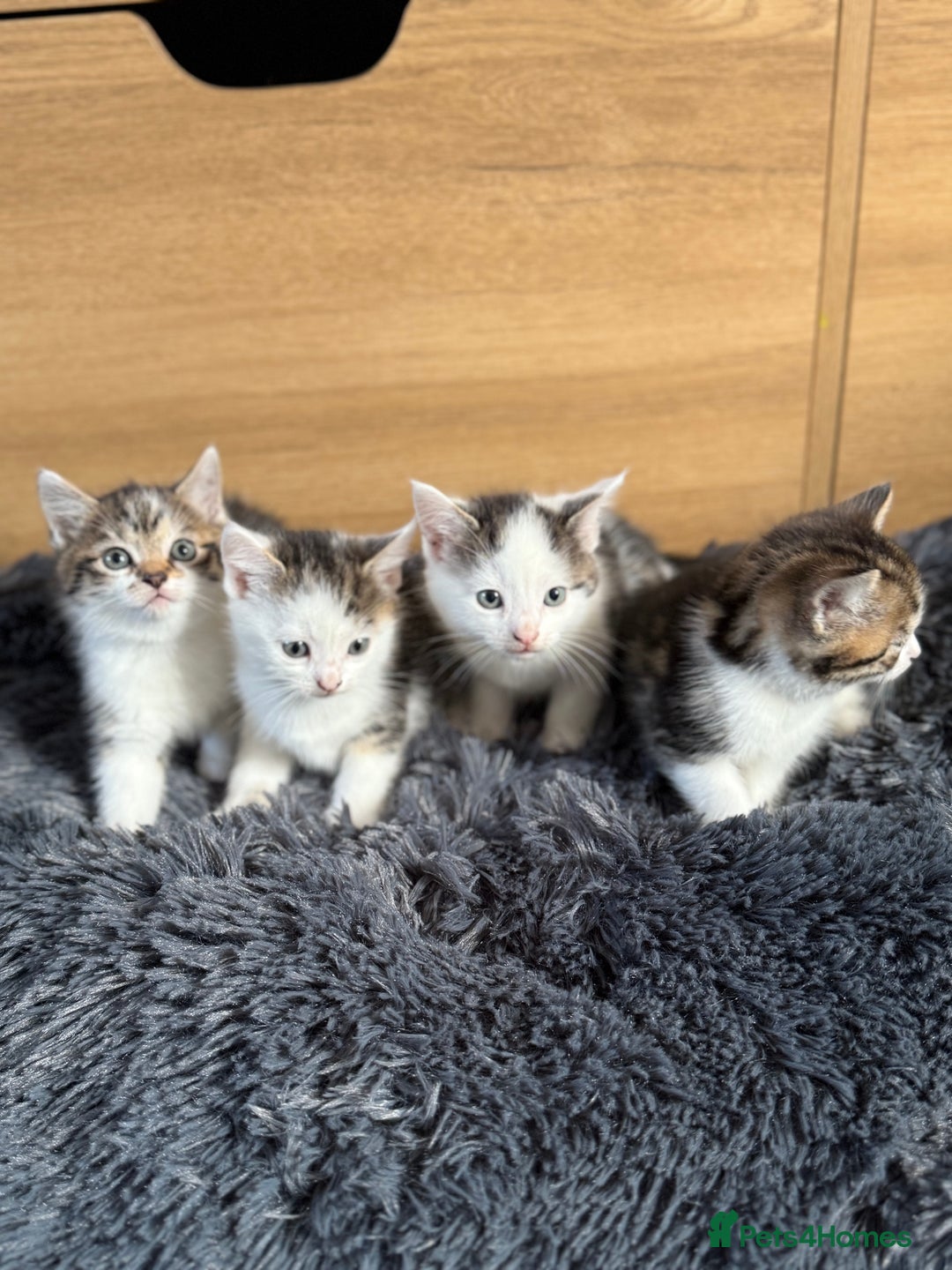 Mixed Breed cats for sale: Mixed kitten - Image 2