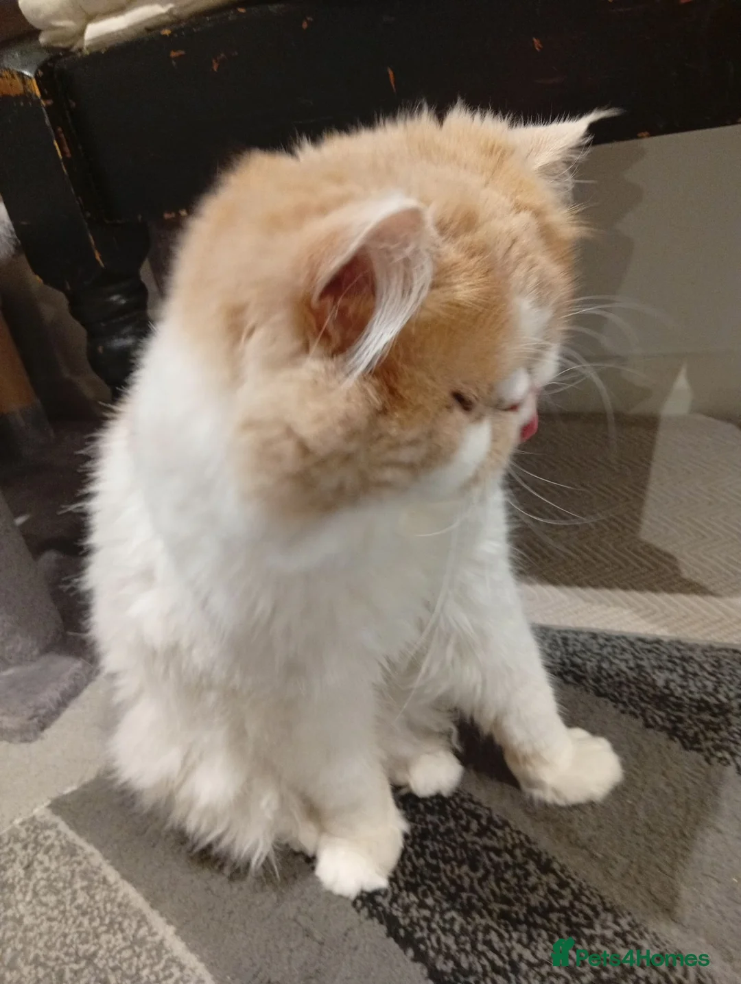 Persian cats for stud: Miss  - Advert 2
