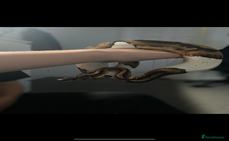 Python Snake reptiles Female Pied Ball Python  - Advert 1