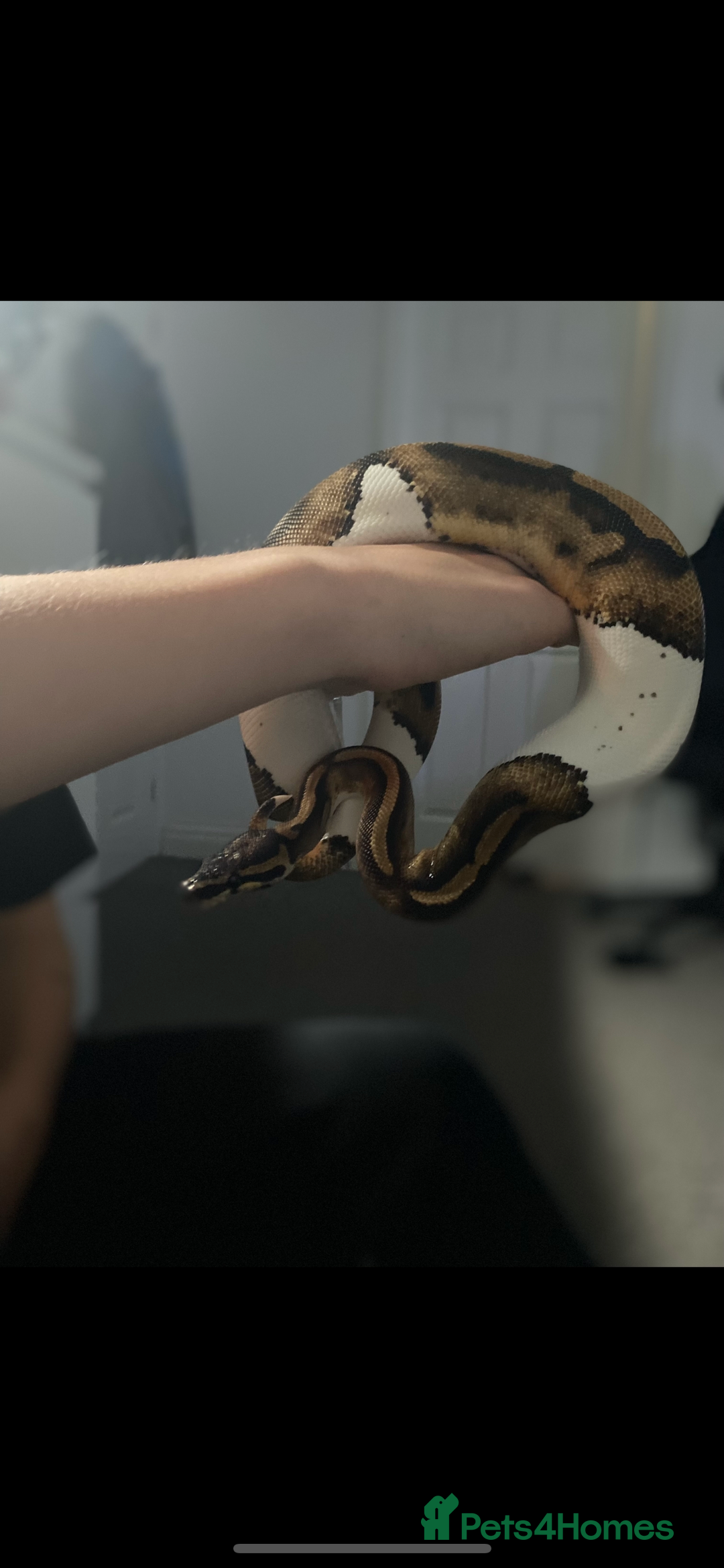 Python Snake reptiles for sale: Female Pied Ball Python  - Advert 1