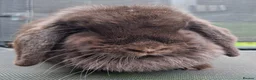 Mini Lop rabbits for sale: Various ages - Advert 18