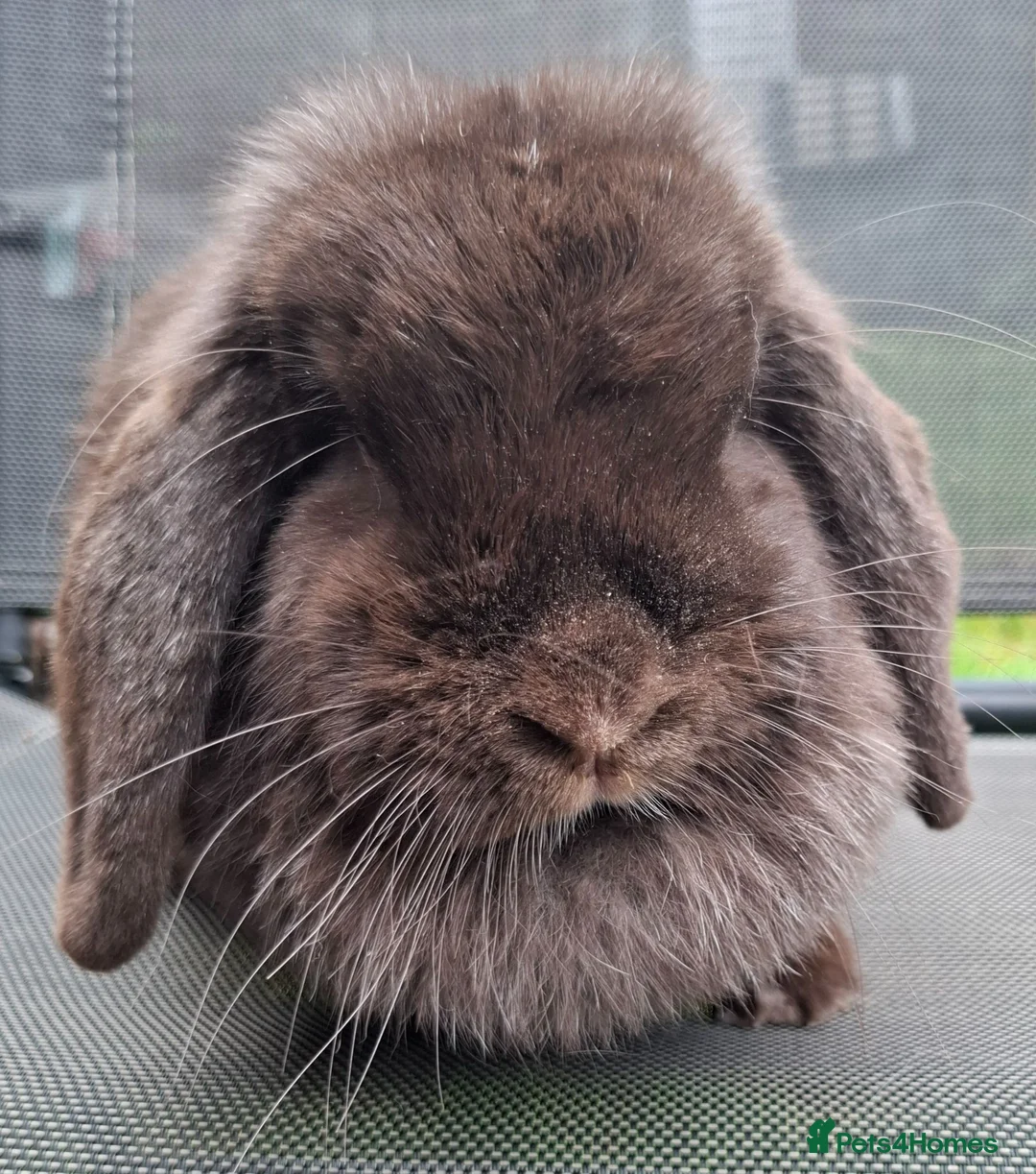 Mini Lop rabbits for sale: Various ages - Advert 18