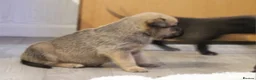 Mixed Breed dogs for sale: Bull herders  - Advert 6