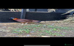 Pheasants poultry for sale: temminicks tragopan pheasants pair - Image 1