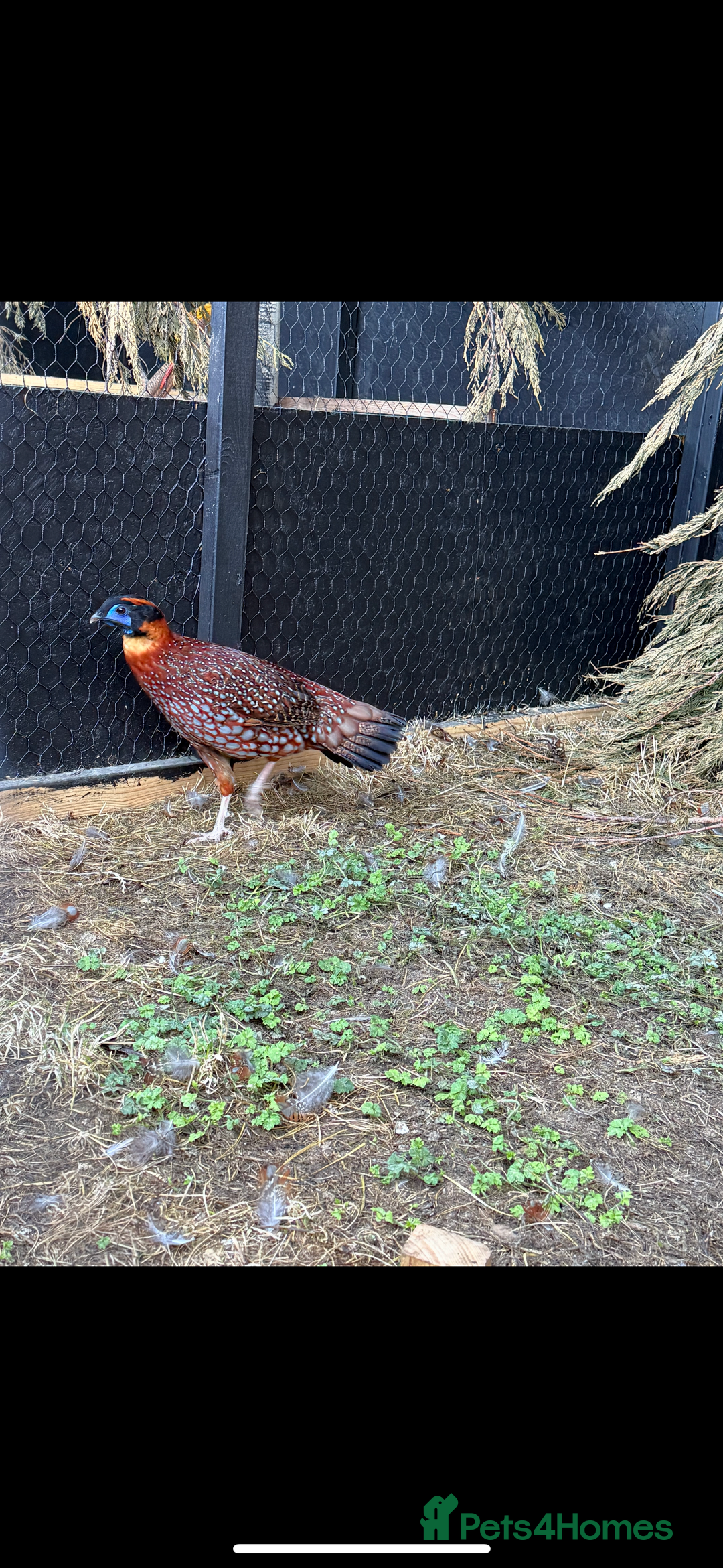 Pheasants poultry for sale: temminicks tragopan pheasants pair - Image 1