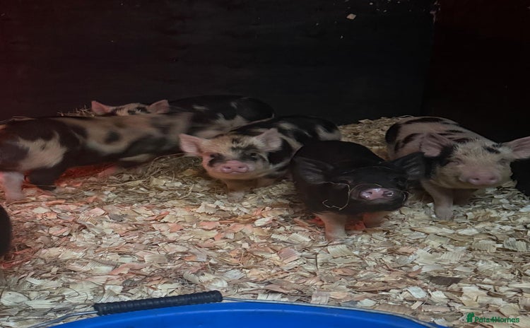 Pig livestock - Advert 1