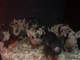 Pig livestock for sale - Advert 1