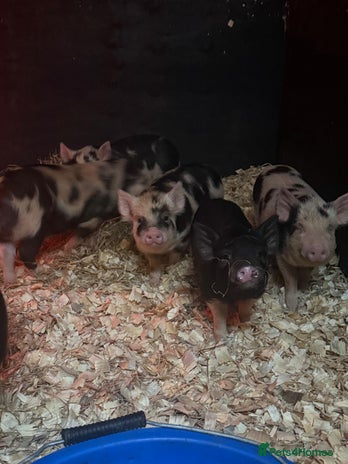 Pig livestock - Advert 1