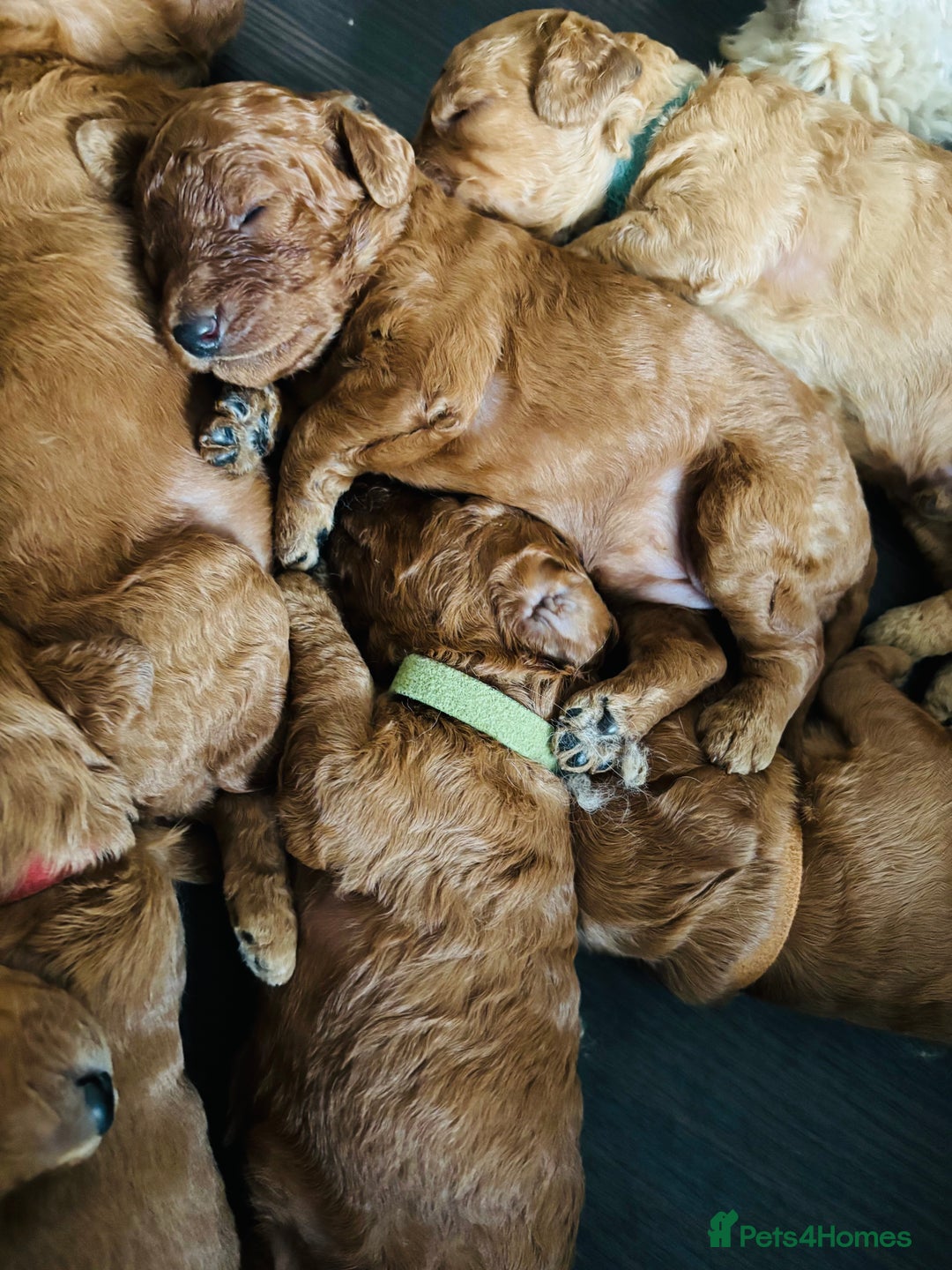 Cavapoo dogs for sale: Gorgeous F1B Cavapoo puppies - Image 4