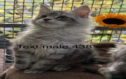 Maine Coon cats for sale: Registered GCCF Maine Coons - Image 11