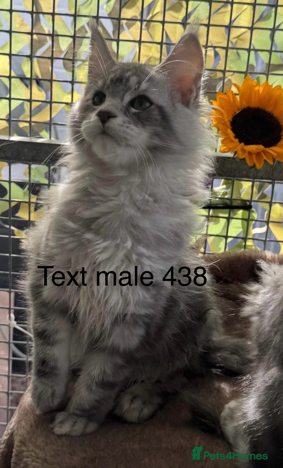 Maine Coon cats for sale: Registered GCCF Maine Coons - Image 11