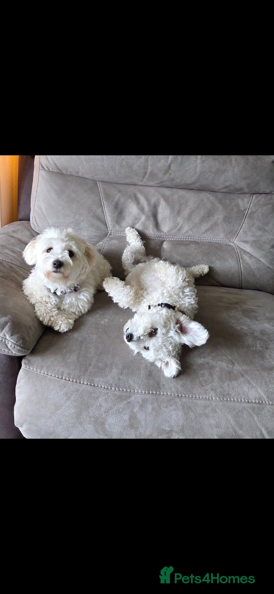 Mixed Breed dogs for sale: Bichon/Maltese mix puppies - Advert 3