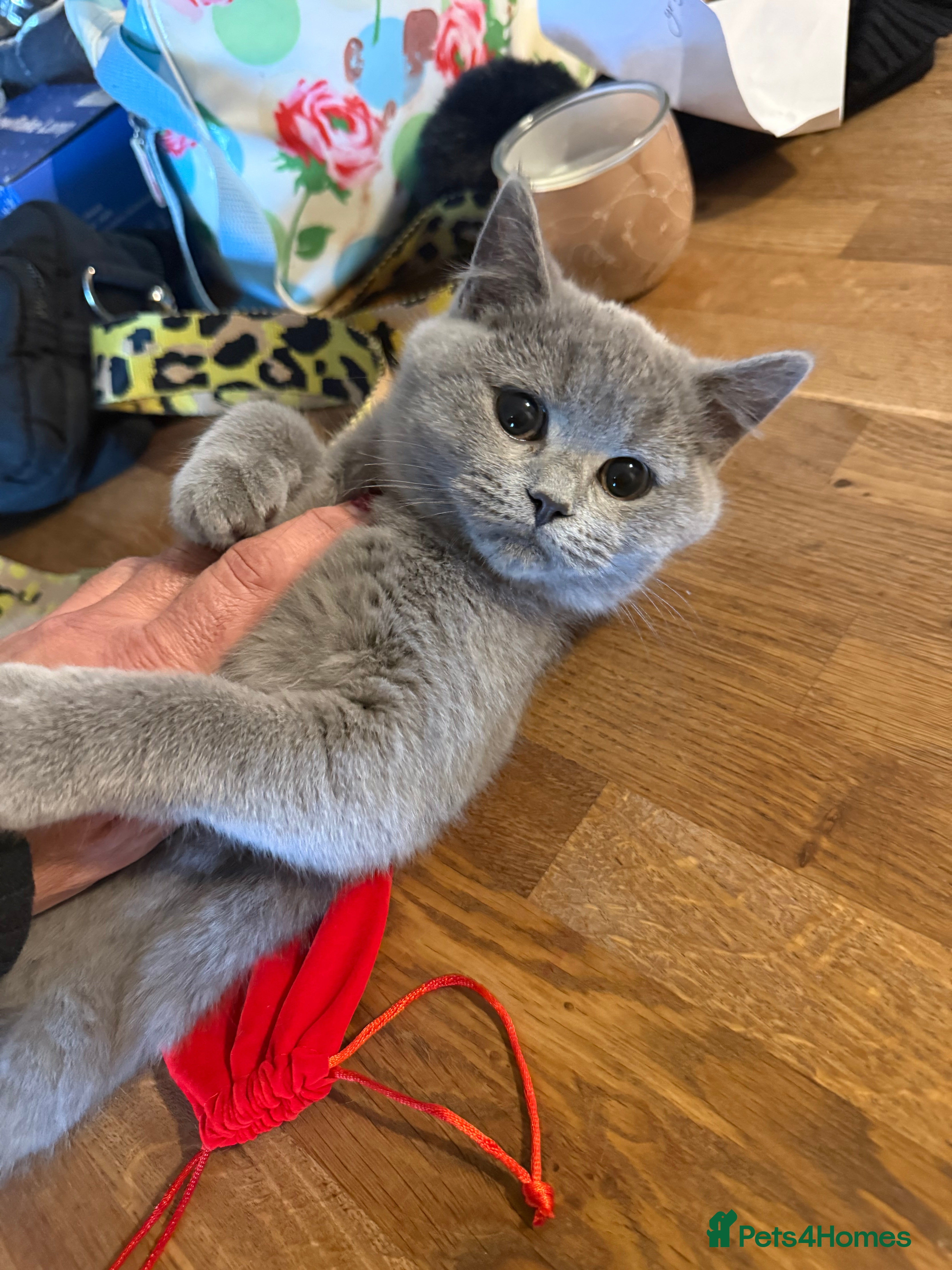 British Shorthair cats One lilac girl still available to take home 🐱  - Advert 5
