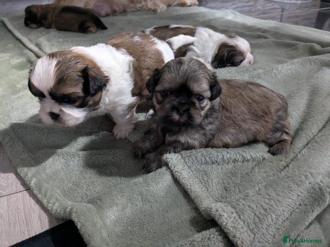 Shih Tzu dogs for sale: 4 beautiful shih tzu puppies 2 female 2 male - Image 14