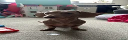 Miniature Dachshund dogs for sale: Miniature dachshund  in Bexhill-on-Sea - Advert 6