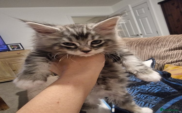 Maine Coon cats - Advert 4