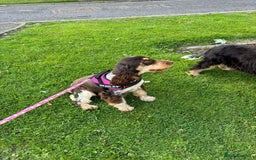 Cocker Spaniel dogs for sale: Outstanding show cocker pups - Image 23