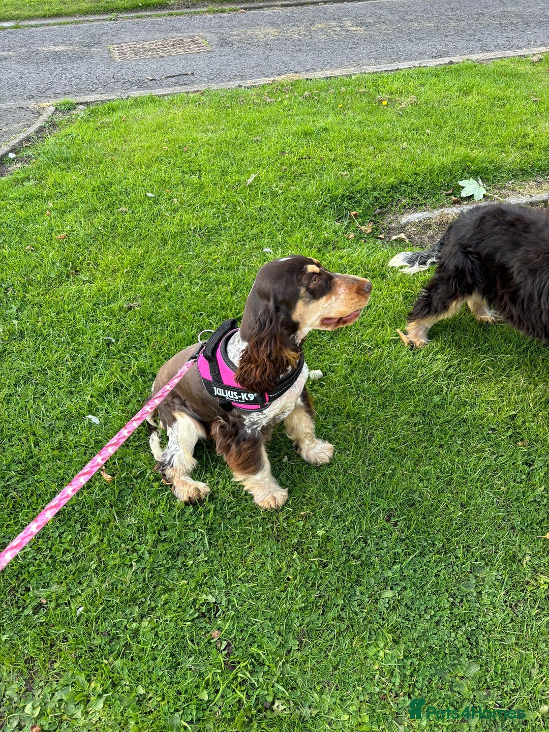 Cocker Spaniel dogs for sale: Outstanding show cocker pups - Image 23