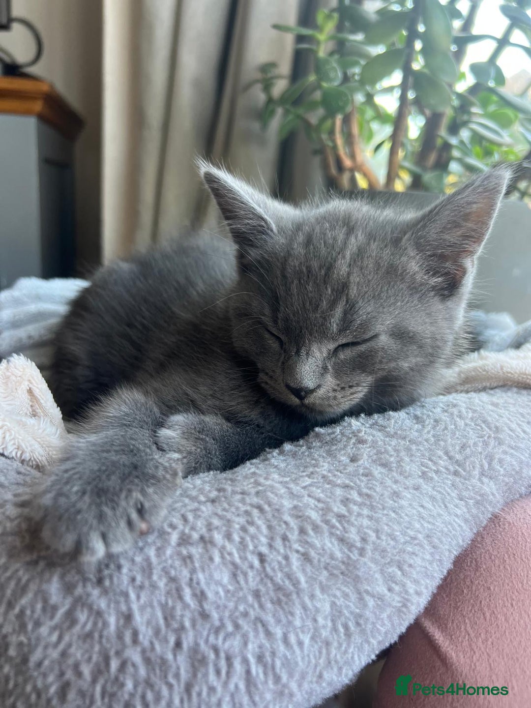 Russian Blue cats for sale: Russian blue boy cross bengal grey - Image 15
