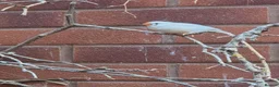 Finches birds for sale: Zebra finch  in Bristol - Advert 6