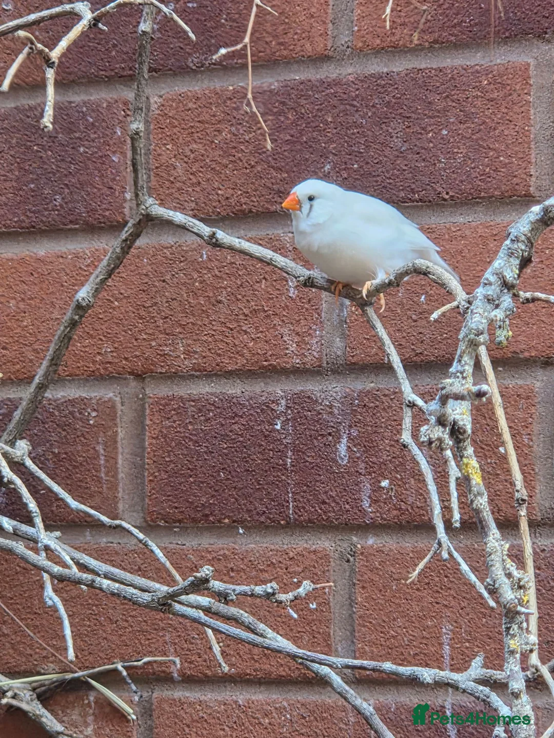 Finches birds for sale: Zebra finch  in Bristol - Advert 6